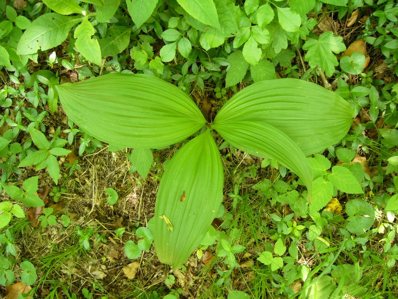 veratrum